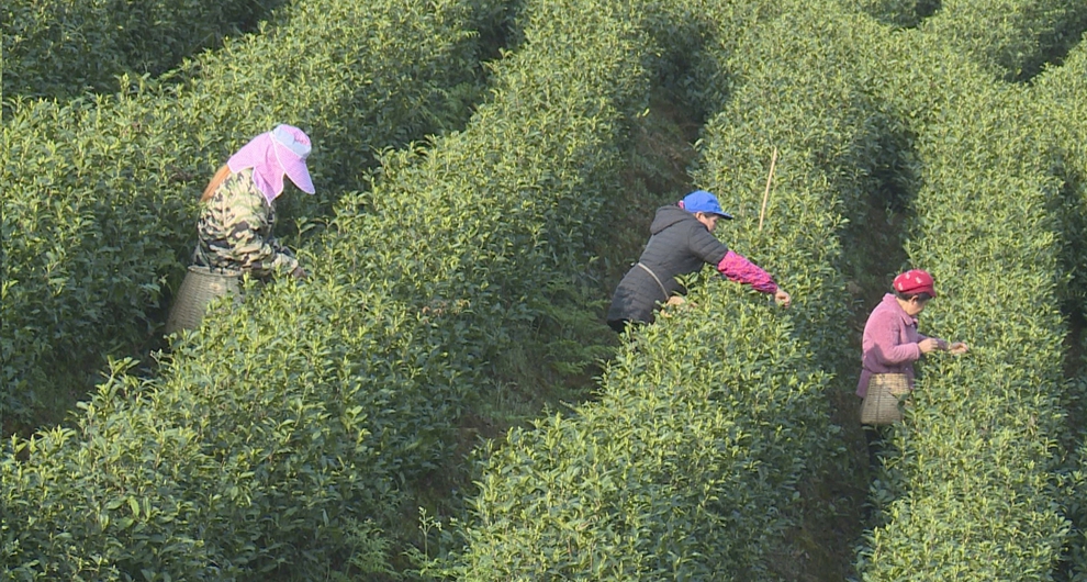 茶叶加工厂正式投用，广安最大白茶基地预计年底突破万亩