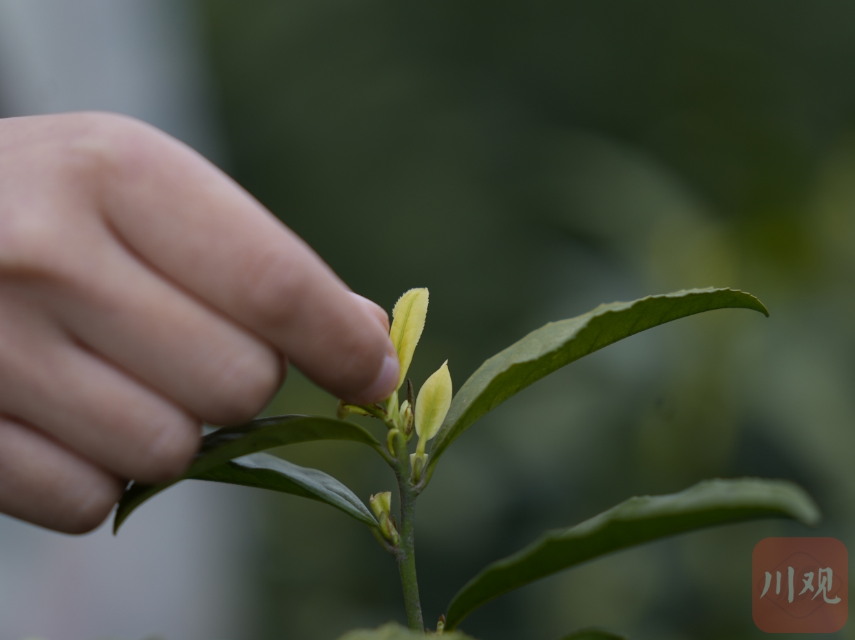 白茶采摘标准图片图片