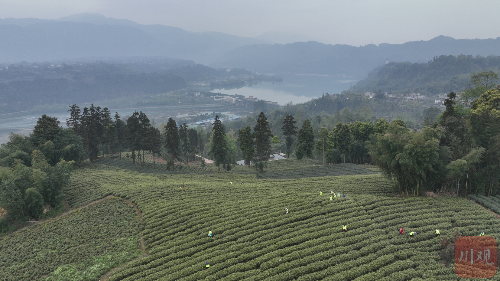 茶农们背上茶篓,分散在1000余亩的高山奶白茶茶园内,双手穿梭于茶树
