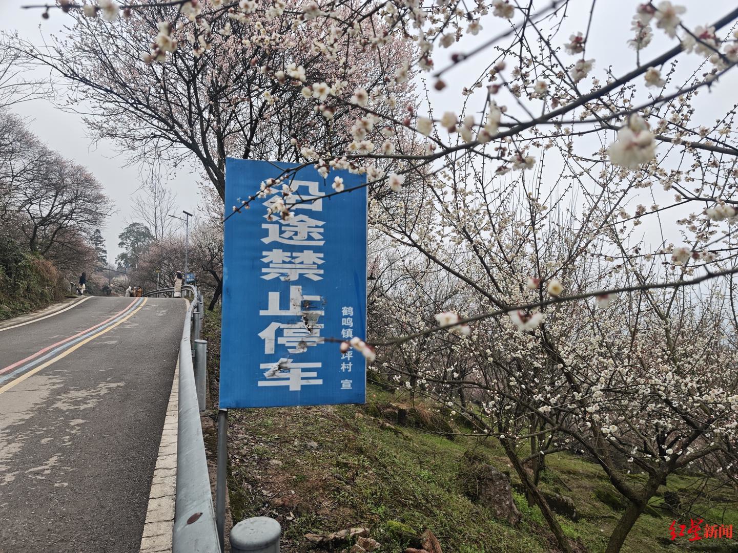 万人徒步赏梅“攻打”鹤鸣山，农家乐周末流水涨了约3倍！农户：花期将持续至3月