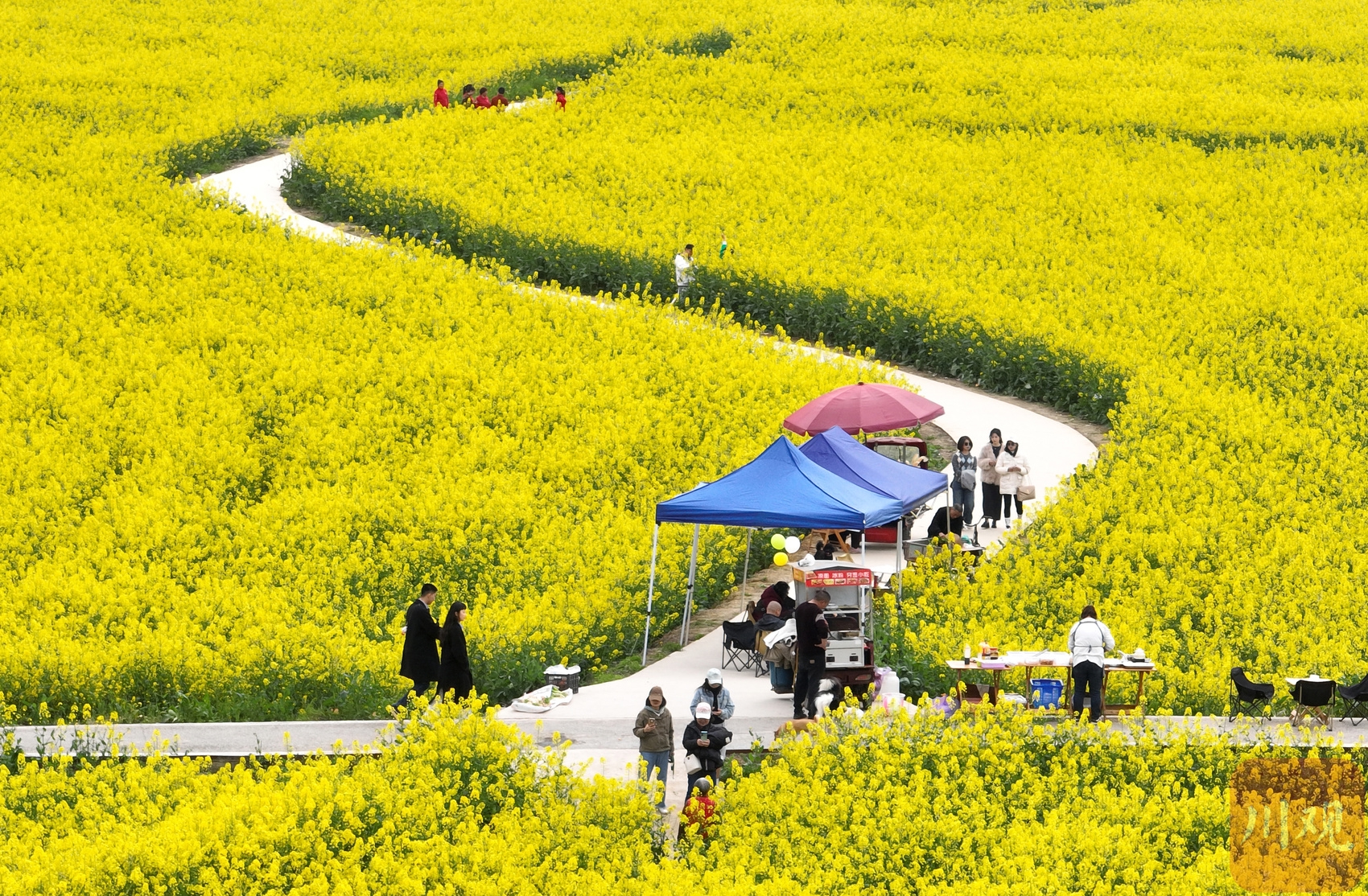 C视频｜油菜花最好的观赏时间到了还不快来！_四川在线