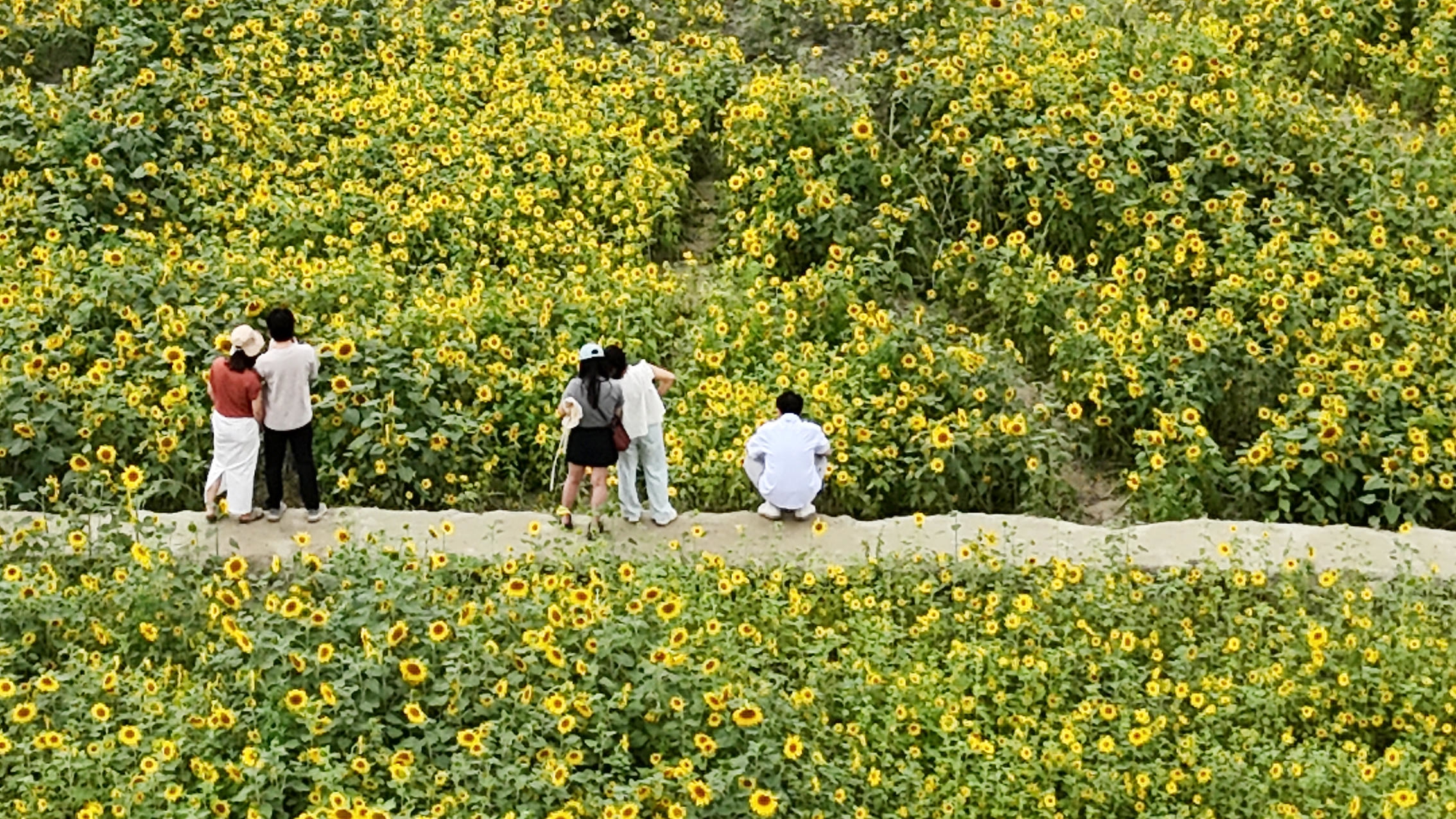 C视觉|四川多地向日葵绽放 金色花海成夏日打卡热地