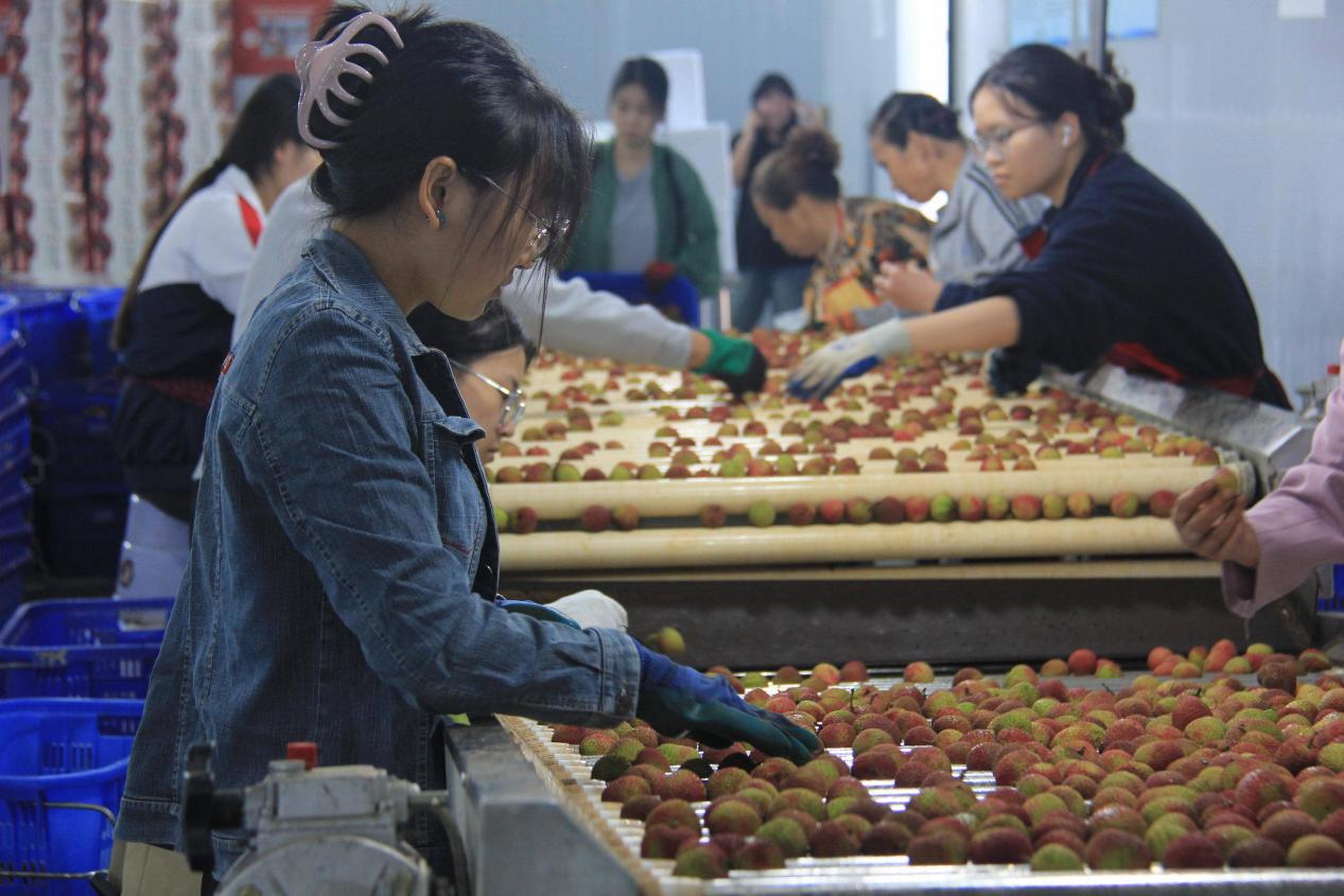 图为:合江中荔农业发展有限公司车间内工作人员正在分拣荔枝