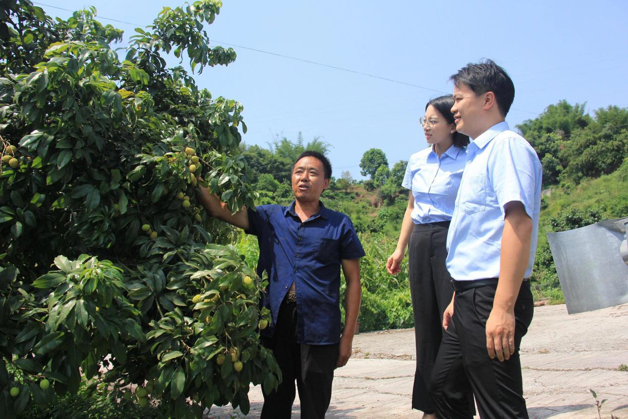 图为:罗德彬向邮储银行合江县支行客户经理介绍荔枝品种