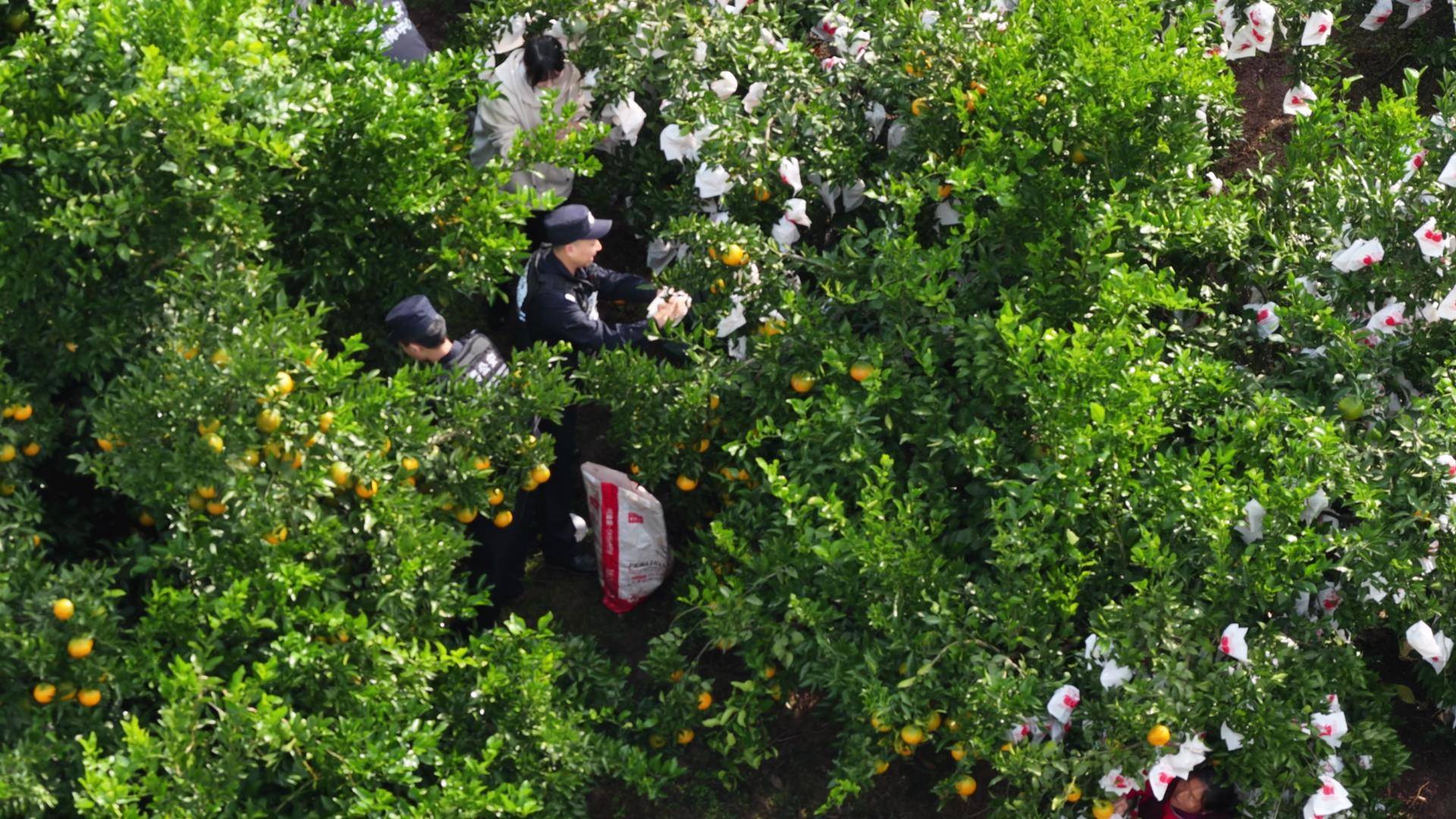 “清见卫士”守护甜蜜