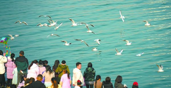 红嘴鸥现身嘉陵江南充主城区段,吸引市民围观。(资料图)梁洪源摄