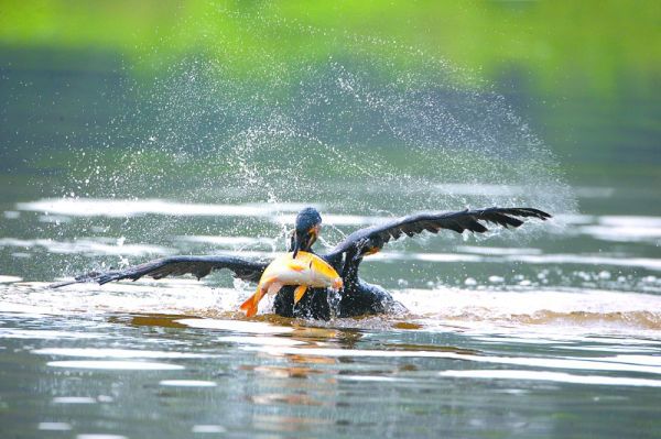 鸬鹚在嘉陵江南充段欢快捕食。(资料图)王选华摄
