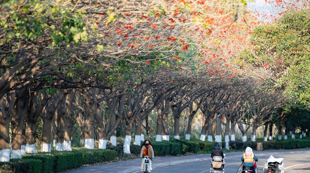 西昌邛海喊你来过&ldquo;暖冬&rdquo; 骑上单车闯入一片刺桐花海