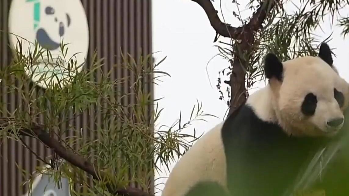 视频丨从乡音呼唤到一餐一饭，他们与大熊猫温柔相伴