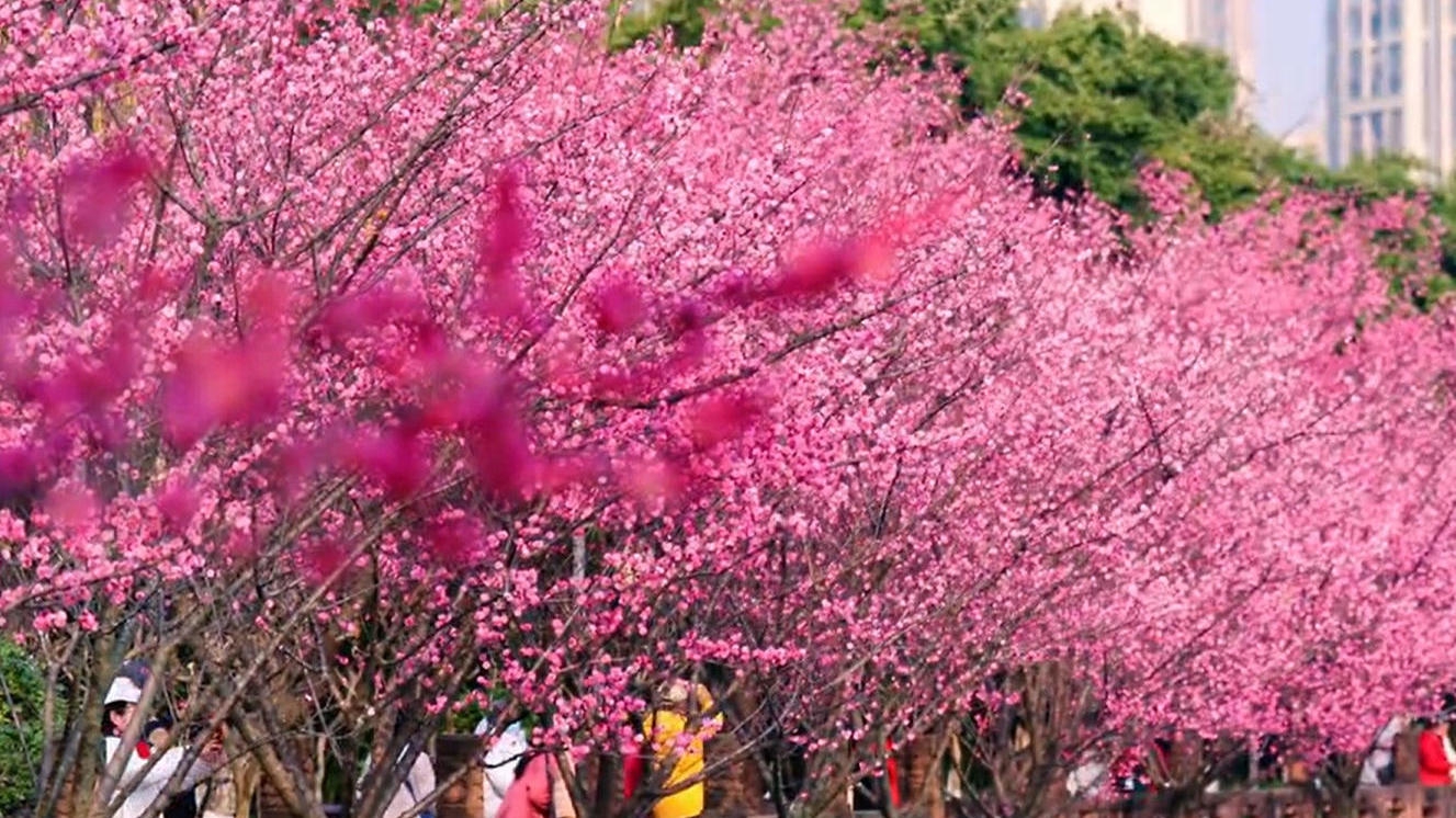 C视频丨飞花令、绿道骑行&hellip;&hellip;望江楼公园杏梅季点燃&ldquo;春日赏花经济&rdquo;