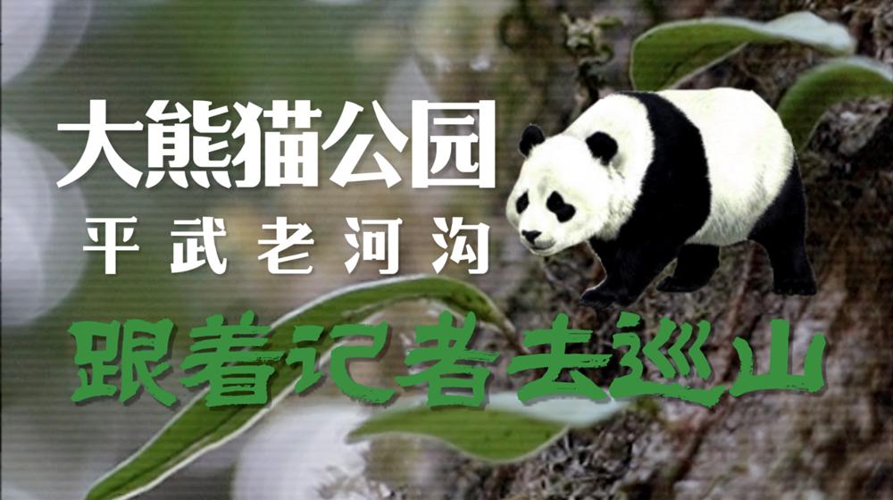 我在平武老河沟当了一天大熊猫&ldquo;隐形保镖&rdquo;｜C视频&middot;记者初体验