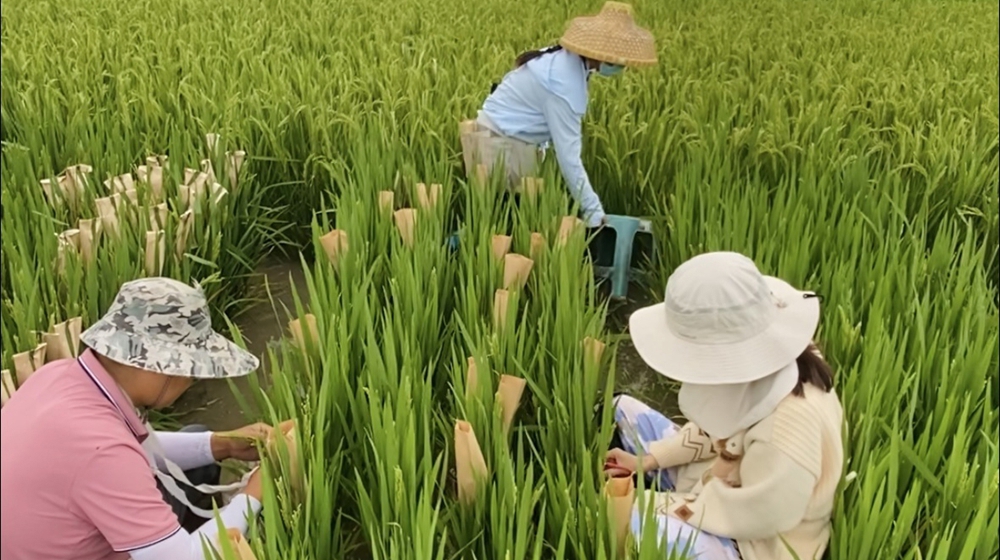 一粒种子的&ldquo;历险记&rdquo;｜万象耕新2026&middot;走在春天的田坎上④