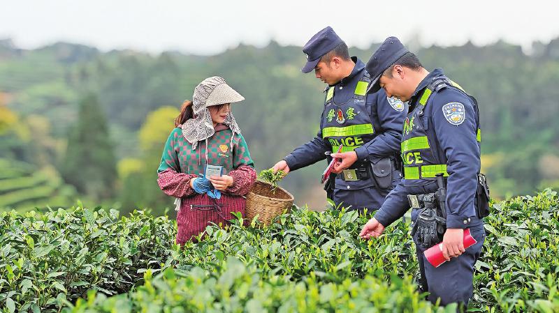 全网刷屏的千里江山图里有群藏蓝&ldquo;护茶人&rdquo;