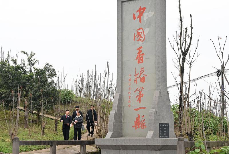 法护采收 不负&ldquo;椿&rdquo;光