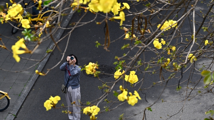 成都这条街被金黄花海承包 速来打卡&ldquo;春日限定美景&rdquo;