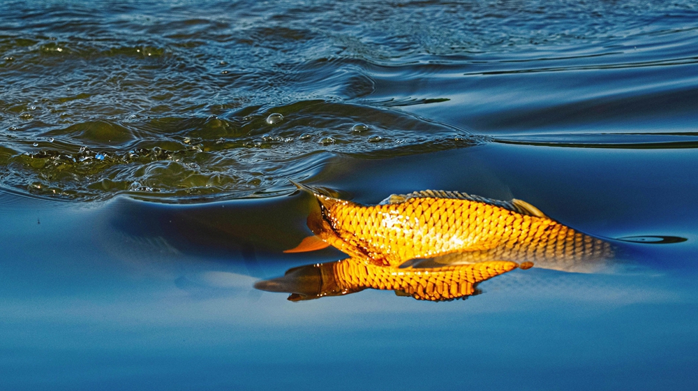 C视频｜场面太热闹 长江鲤鱼扎堆产卵