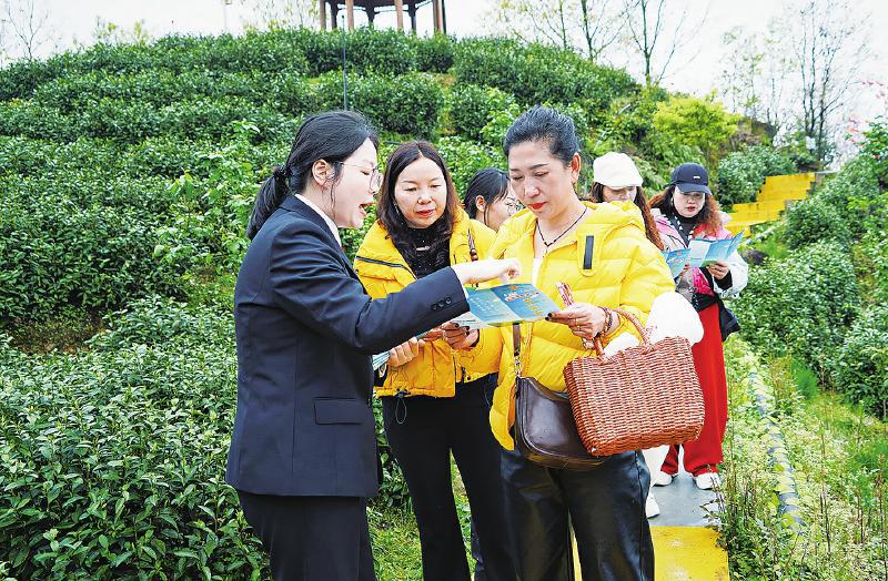 法治清风拂茶垄
