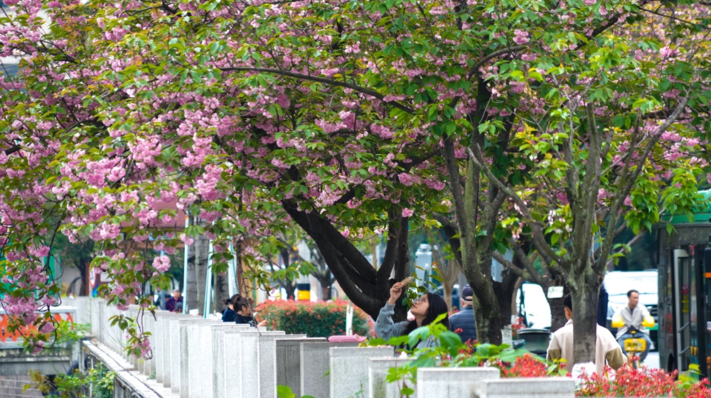 C视频｜成都双元街晚樱绽放 市民乐享城市春日风景