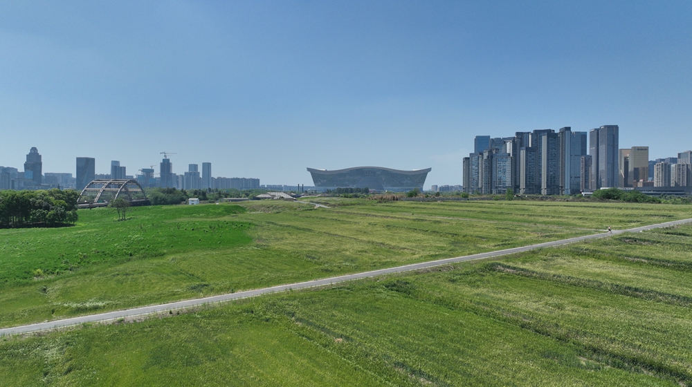 城央遇麦田 成都这片&ldquo;CBD里的田园&rdquo;刷屏春日