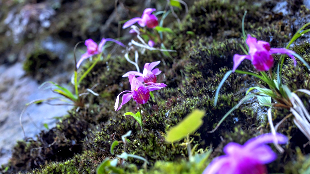 国家二级重点保护野生植物独蒜兰种群，现身宜宾老君山