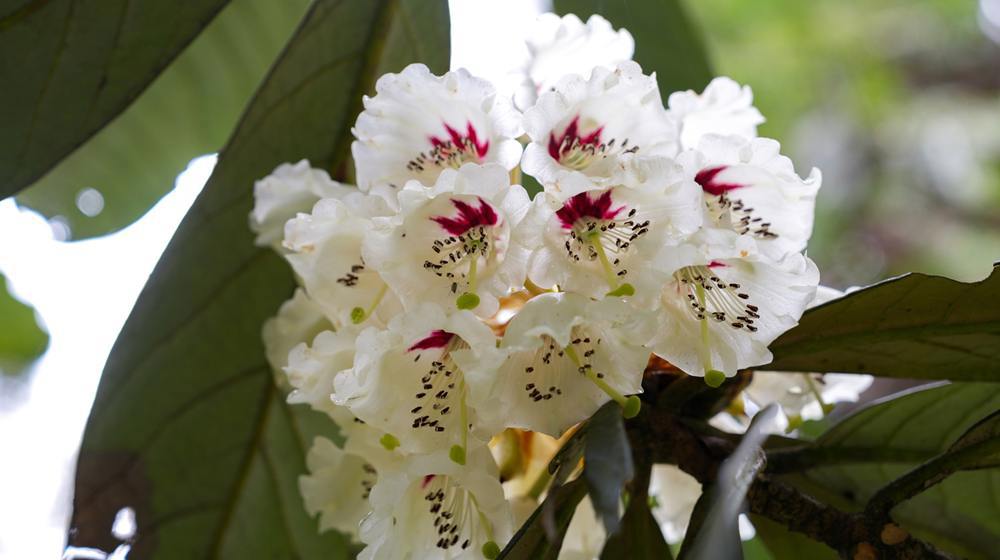 历经29年人工培育，两株凸尖杜鹃在都江堰&ldquo;想开了&rdquo;