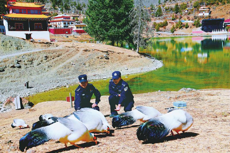 藏蓝守护生态画卷