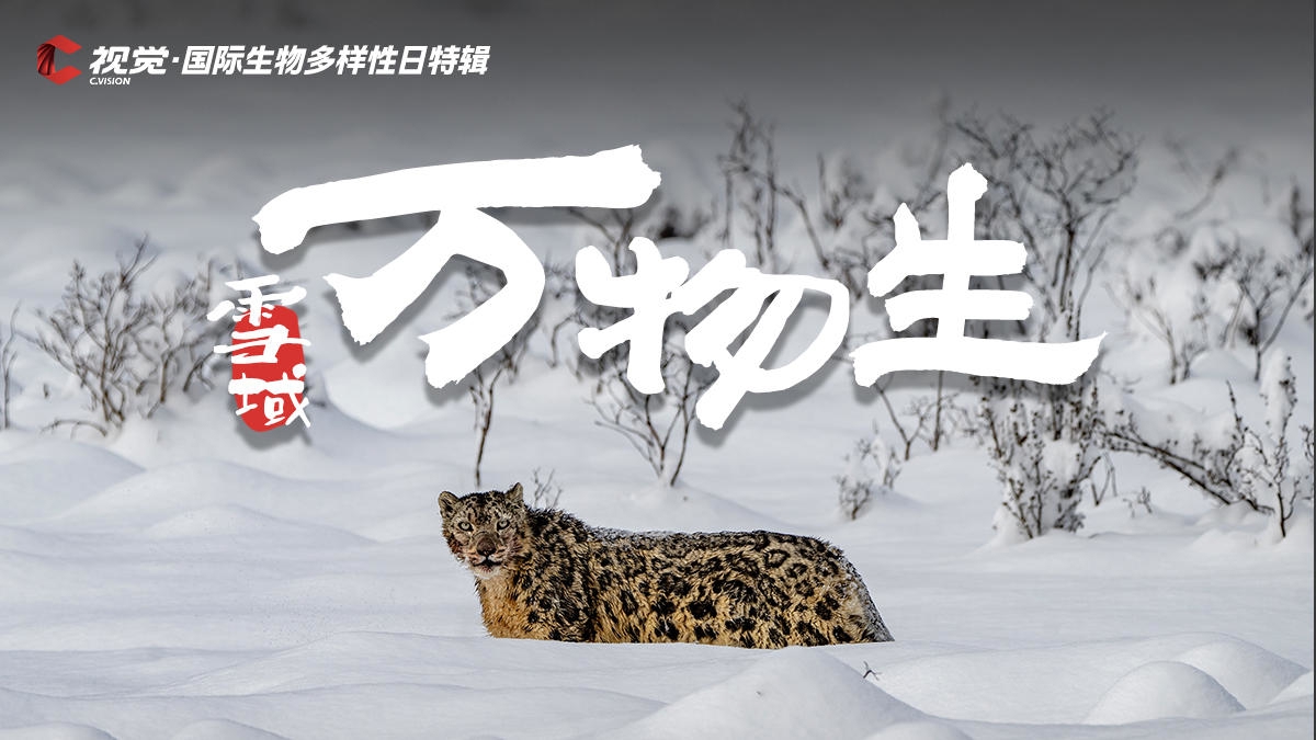 雪域万物生丨C视觉&middot;国际生物多样性日特辑