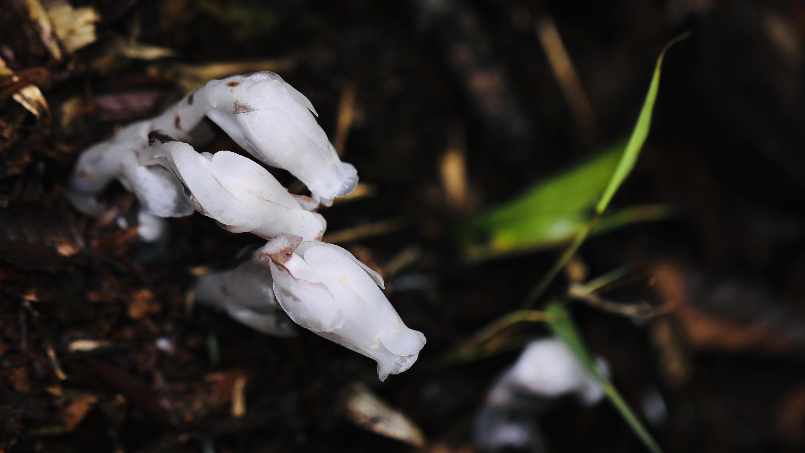 近百株水晶兰现身蜂桶寨：它居然不是兰花？