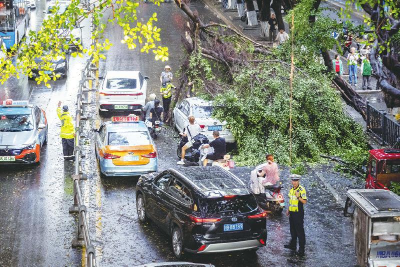 大树倒伏砸车 警民合力清障