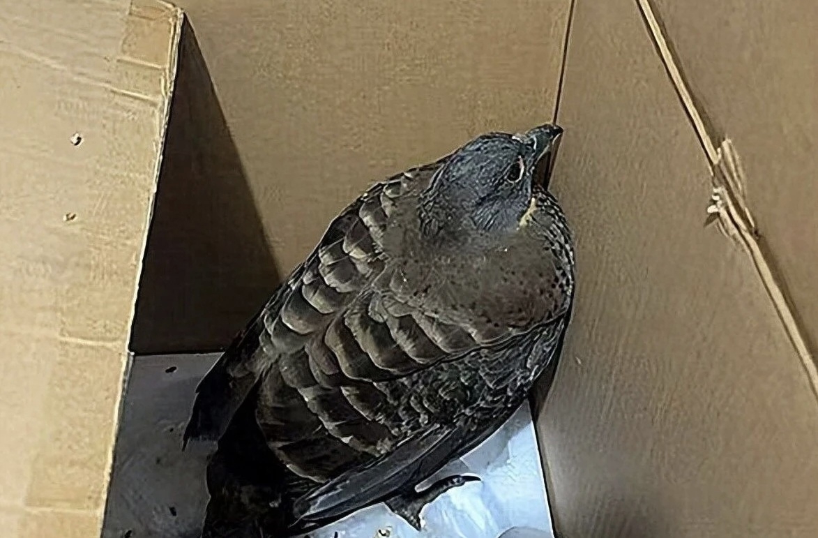 Xinlong Police Release Rare Tragopan Found in Dormitory